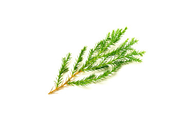 green pine leaves isolated on white background.
