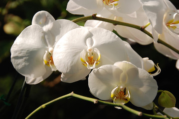 Fototapeta na wymiar Orchid Macro white flower 2