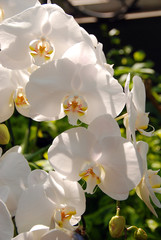 Orchid Macro white flower 