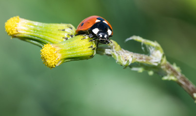COCCINELLE