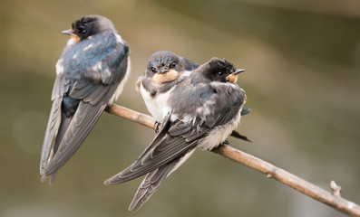 HIRONDELLE COMMUNE © jeanlouis