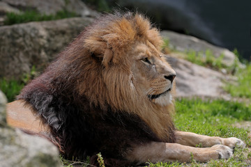 Löwe © Ralph
