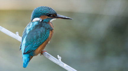 MARTIN PECHEUR FEMELLE DU SUD DE LA FRANCE