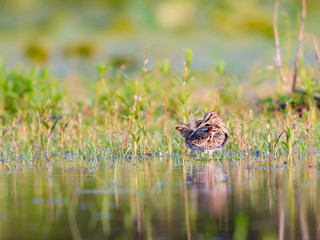 Wilson's Snipe Preening