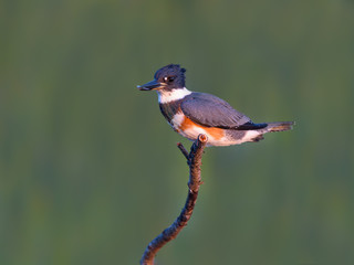 Belted Kingfisher Portrait on Green Background