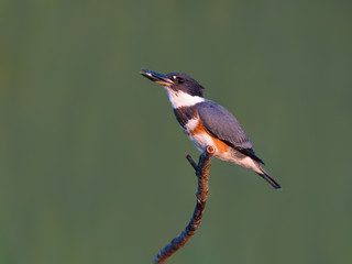 Belted Kingfisher Caught a Fish Portrait on Green Background