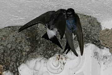 Mehlschwalbe