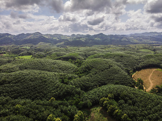 rubber trees industry on the Mountain in Thailand,