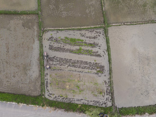 Farmers are planting rice field, top view, aerial photo