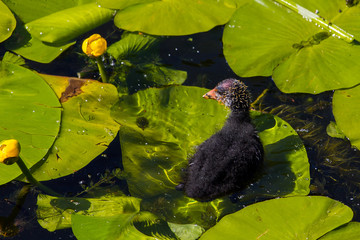 ugly duckling