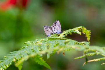 copulation of Pseudozizeeria maha at Murakami Green Park in Yachiyo city, Chiba, Japan