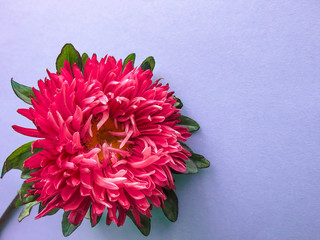Pink aster flower on a background, minimal concept, top view, co