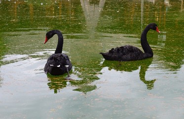 Obraz premium black swans in the lake 