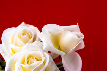 White rose close-up can use as background. Soft focus.