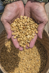 a man's hands holding freshly aromatic coffee beans