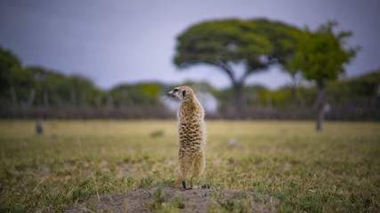 A group of wild Meercat, Makgadikgadi Pan, Botswana, Africa