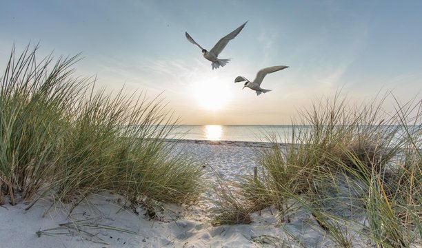 seeschwalben am meer