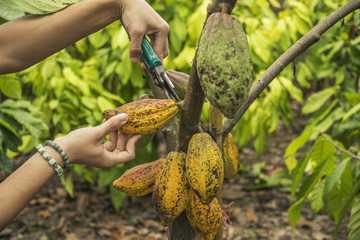 Naklejka na ściany i meble The cocoa tree with fruits. Yellow and green Cocoa pods grow on the tree