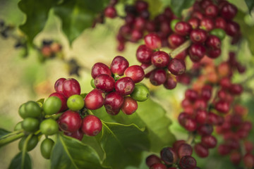 Coffee beans ripening on tree in North of thailand