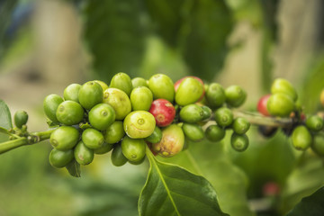 Coffee beans ripening on tree in North of thailand