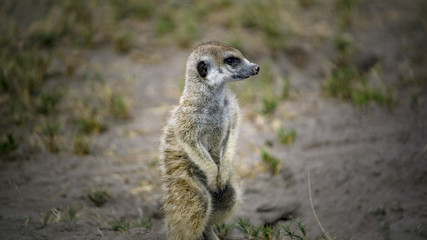 A group of wild Meercat, Makgadikgadi Pan, Botswana, Africa