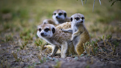 A group of wild Meercat, Makgadikgadi Pan, Botswana, Africa