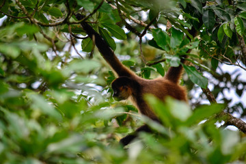 Wild monkey in its habitat