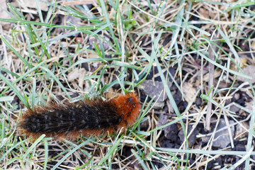 Large hairy poisonous caterpillar on the grass