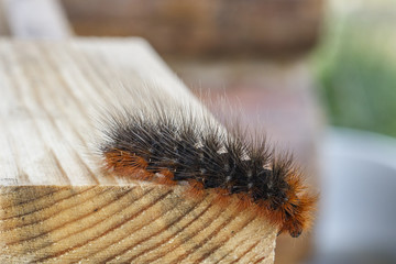 Large hairy poisonous caterpillar on the grass