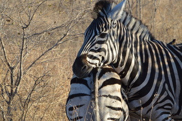 Zebra South Africa