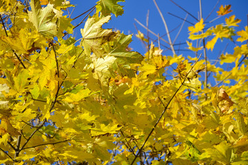 Obraz premium Yellow autumn leaves against blue sky background.