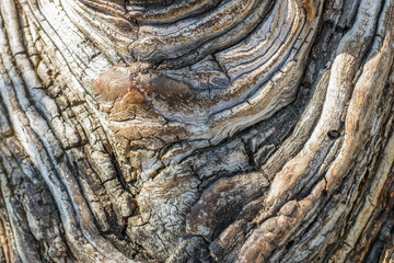 Old wood bark background, covered with folds and cracks