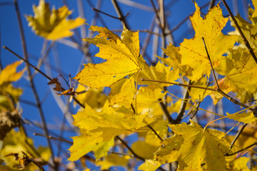 Yellow autumn leaves against blue sky background.