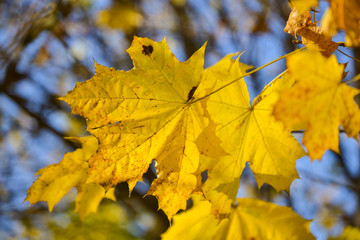 Fototapeta na wymiar Yellow autumn leaves against blue sky background.