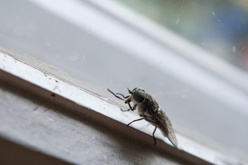 close up the fly on the window, on the glass, the concept of sanitation, dangerous insects, insect repellent, copy space
