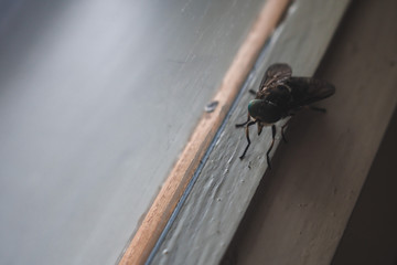 close up the fly on the window, on the glass, the concept of sanitation, dangerous insects, insect repellent, copy space