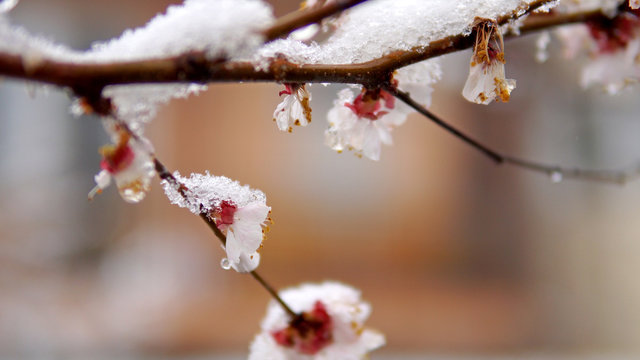 Tree blossom flower with spring snow