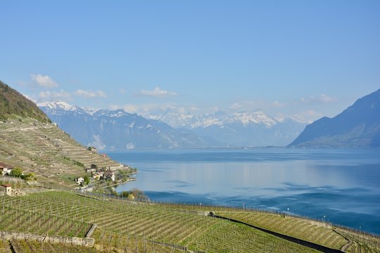 Vignoble de Lavaux