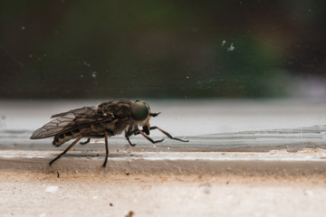 close up the fly on the window, on the glass, the concept of sanitation, dangerous insects, insect repellent, copy space