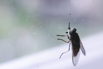 close up the fly on the window, on the glass, the concept of sanitation, dangerous insects, insect repellent, copy space