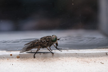 close up the fly on the window, on the glass, the concept of sanitation, dangerous insects, insect repellent, copy space