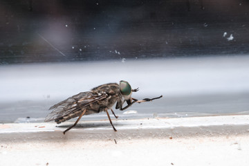 close up the fly on the window, on the glass, the concept of sanitation, dangerous insects, insect repellent, copy space
