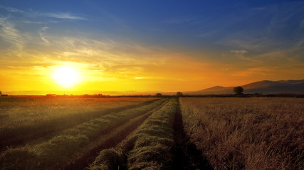 Ears of wheat, rice at sunset, dawn. Cinematic dolly shot and combine harvester collecting crops