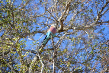 Colourful bird Kruger South Africa