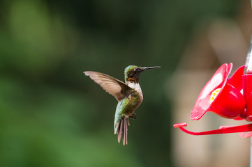 isolated ruby throated humming. Soft green defocused background with bird hovering near bright red feeder. 