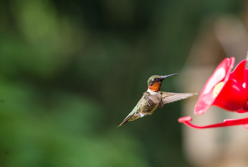 isolated ruby throated humming. Soft green defocused background with bird hovering near bright red feeder. 
