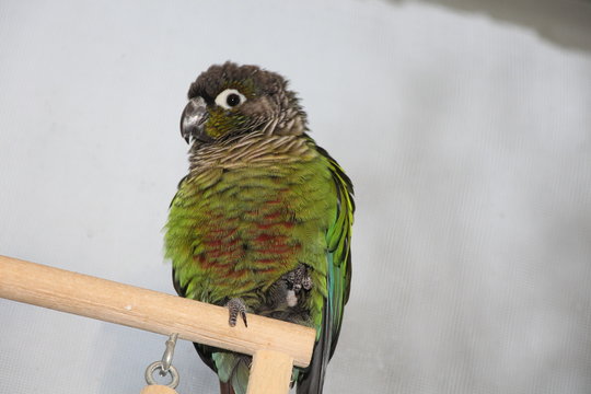 perrot