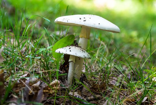 Macro horizontal image of a white mushroom, Entoloma abortivum ground level with green grass background. 