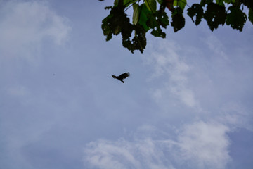 Silhouette of a bird blown by the clouds