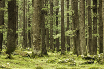 thick green coniferous forest and rocks